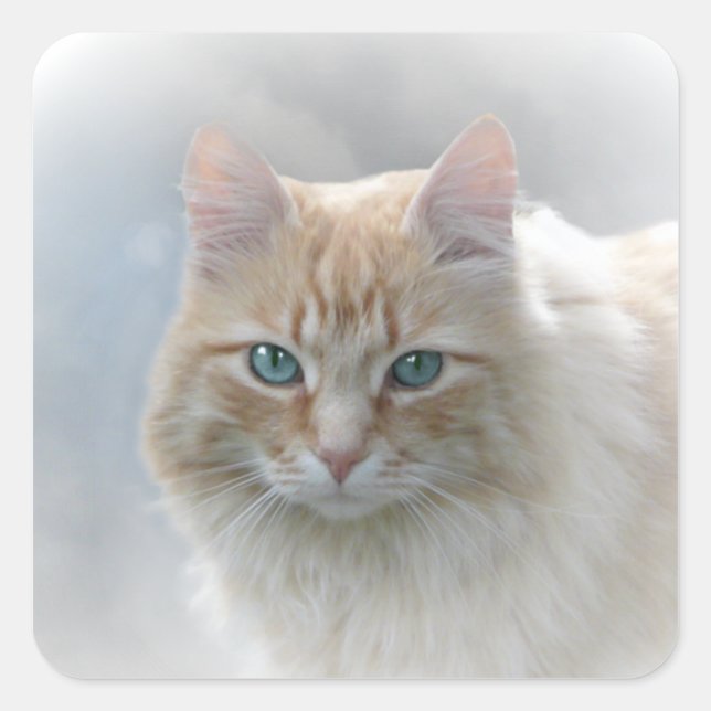 Bright Eyes square cat sticker © AH2010 (Front)