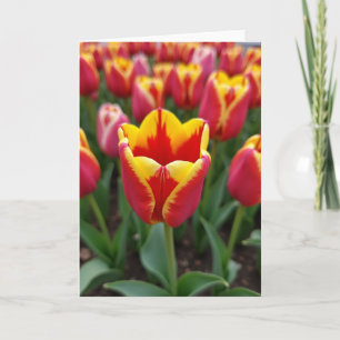 Bright Floral Blossom Art Card