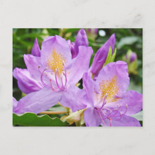 Bright Floral postcards Purple Rhododendron Flower