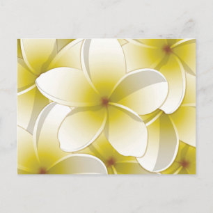 Bright Frangipani/ Plumeria flowers Postcard