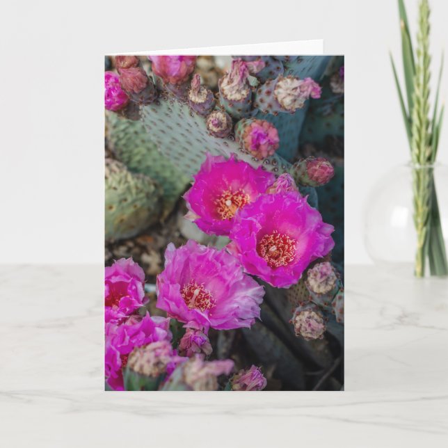 Bright Fuchsia Cactus Flowers | Desert Spring Card (Front)