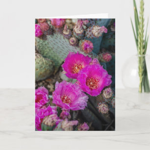 Bright Fuchsia Cactus Flowers   Desert Spring Card