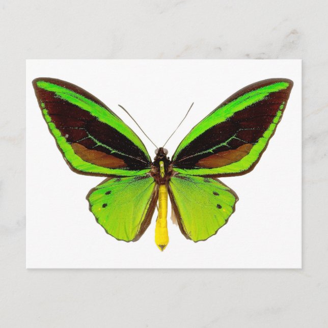 Bright Green Butterfly Postcard (Front)