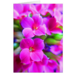 Bright Happy Kalanchoe Flowers Pink Magenta Purple