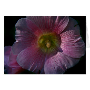 Bright Hollyhock
