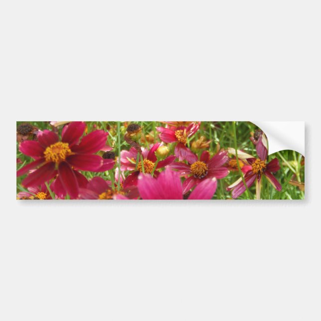 Bright Hot Pink and Yellow Daisy flowers Bumper Sticker (Front)