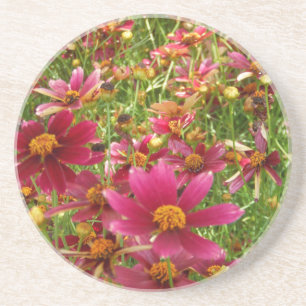 Bright Hot Pink and Yellow Daisy flowers Coaster