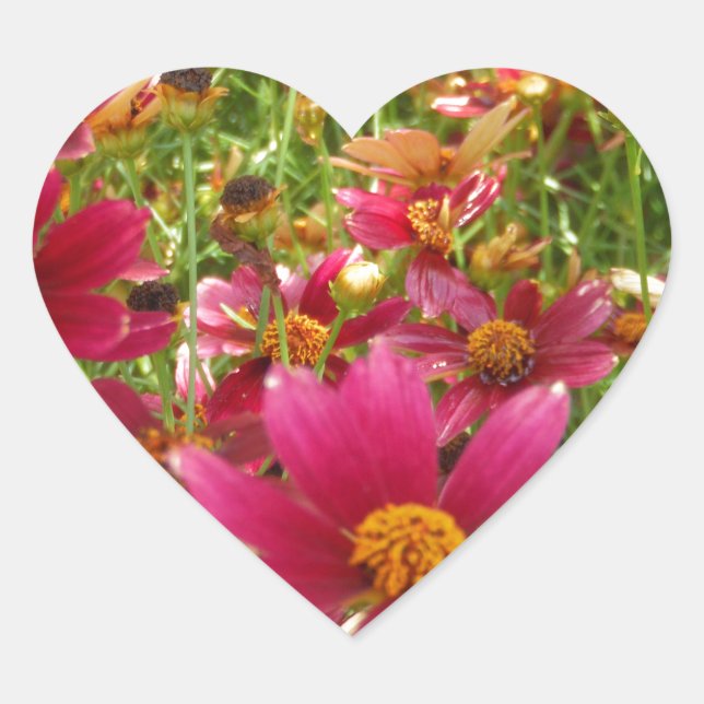 Bright Hot Pink and Yellow Daisy flowers Heart Sticker (Front)