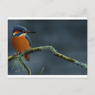 Bright Kingfisher gifts Postcard