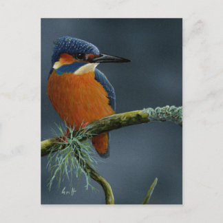 Bright Kingfisher gifts Postcard