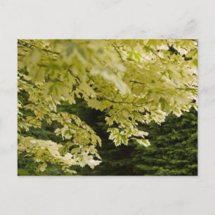 Bright Leaves Postcard