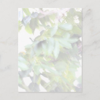 Bright Light Leaves in the Sun Postcard