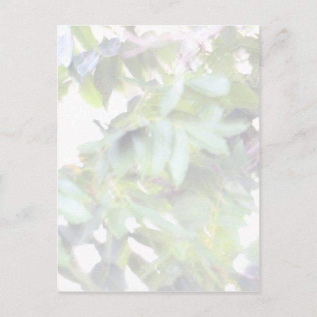 Bright Light Leaves in the Sun Postcard (Front)