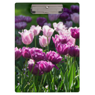 Bright lilac and pink tulips on a sunny day     clipboard