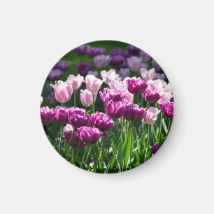 Bright lilac and pink tulips on a sunny day magnet
