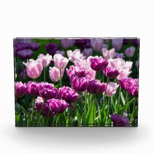 Bright lilac and pink tulips on a sunny day photo block