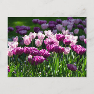 Bright lilac and pink tulips on a sunny day postcard
