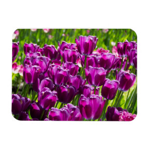 Bright lilac tulips on a sunny day magnet