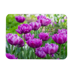 Bright lilac tulips on a sunny day magnet