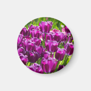 Bright lilac tulips on a sunny day magnet