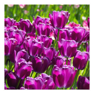 Bright lilac tulips on a sunny day photo print
