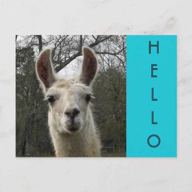 Bright N Cute "Hello" Llama Postcard (Front)