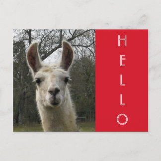 Bright N Cute "Hello" Llama Postcard