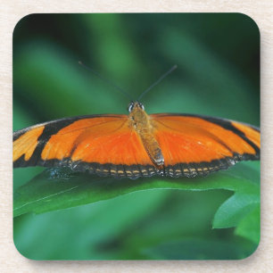 Bright Orange and Black Butterfly on Leaf Coaster