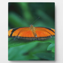 Bright Orange and Black Butterfly on Leaf