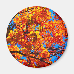 Bright Orange Autumn Leaves Photo Magnet