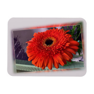 Bright orange blossom magnet
