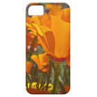 Bright orange california poppies