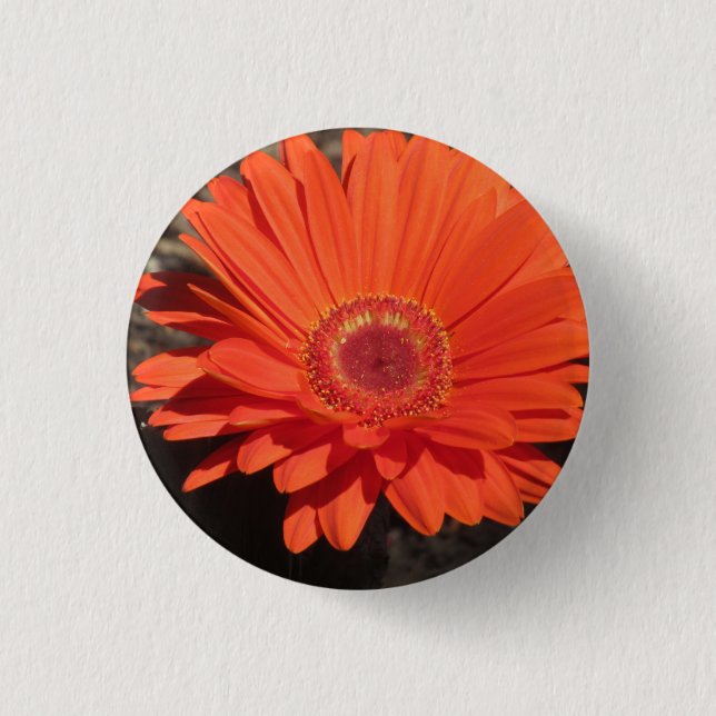 Bright Orange Gerbera Daisy Photo  3 Cm Round Badge (Front)