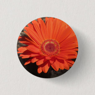 Bright Orange Gerbera Daisy Photo 3 Cm Round Badge