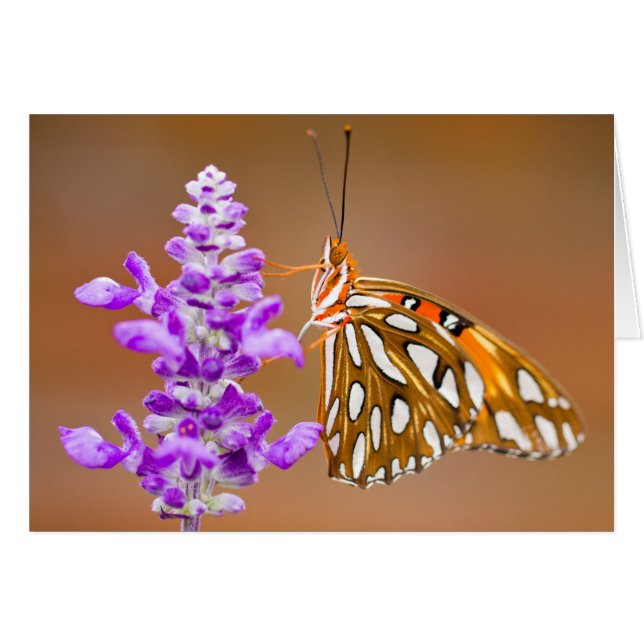 Bright Orange Gulf Fritillary Butterfly (Front Horizontal)