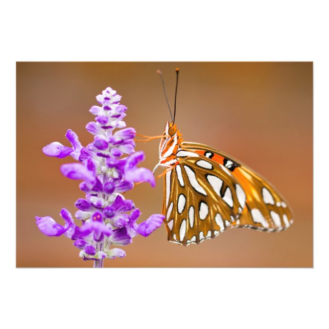Bright Orange Gulf Fritillary Butterfly Photo Print (Front)