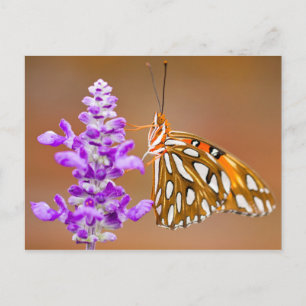 Bright Orange Gulf Fritillary Butterfly Postcard