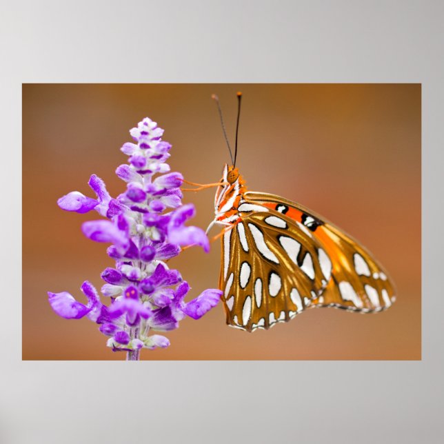 Bright Orange Gulf Fritillary Butterfly Poster (Front)