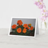 Bright Orange Marigold Flower Portrait