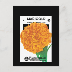 Bright Orange Marigold Postcard