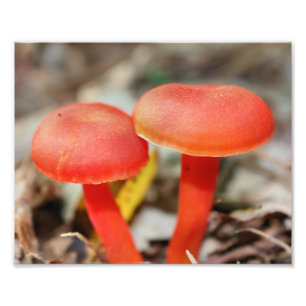 Bright Orange Mushroom Pair Close Up 8x10 Photo Print