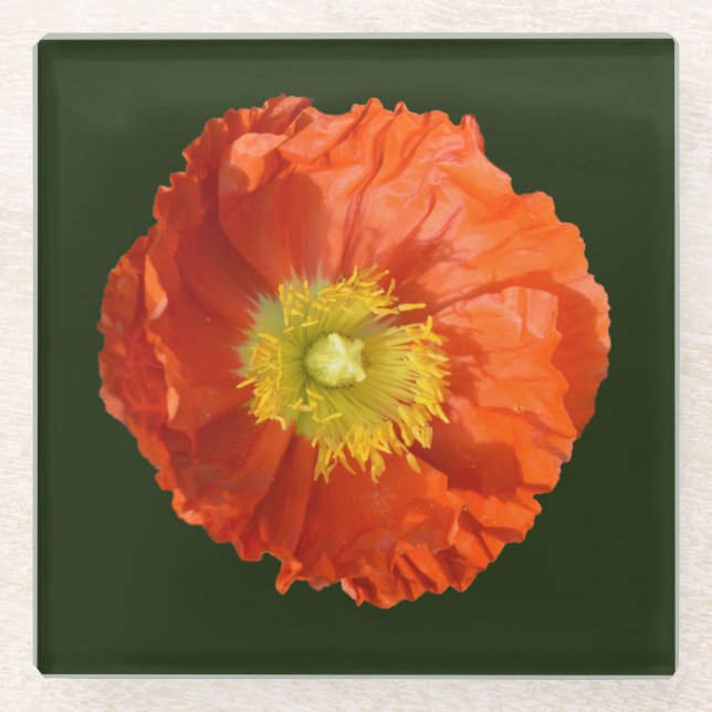 Bright Orange Poppy Flower Glass Coaster (Front)