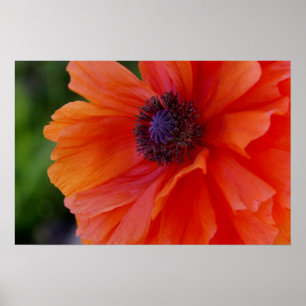 Bright Orange Poppy Poster