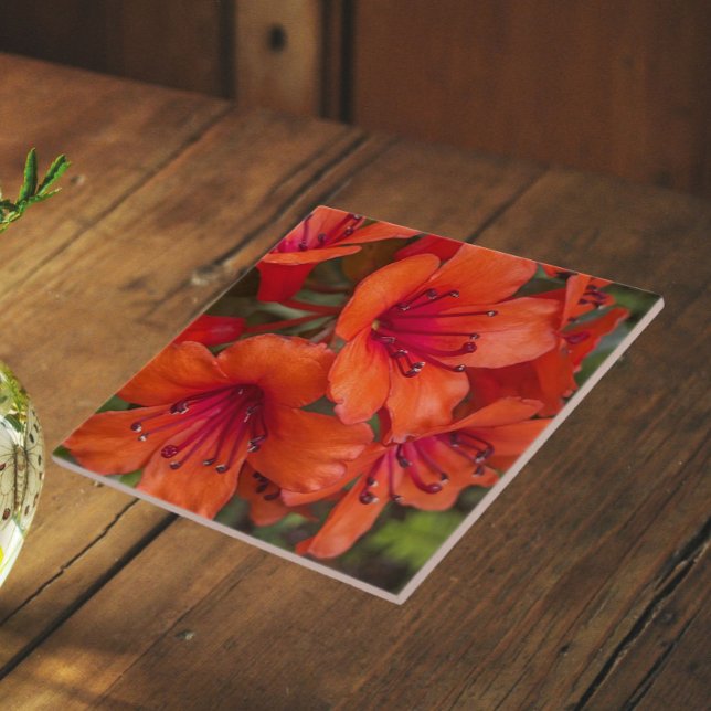 Bright Orange Rhododendron Blooms Floral Ceramic Tile (In Situ)