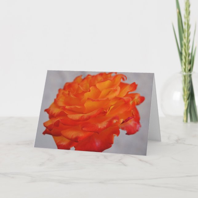 Bright Orange Rose Flower Art Note Card (Front)