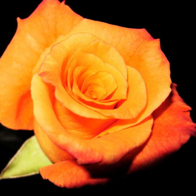 Bright Orange Rose Greeting Card (Creator Uploaded)
