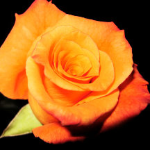Bright Orange Rose