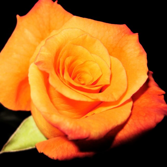 Bright Orange Rose  Mouse Pad (Creator Uploaded)