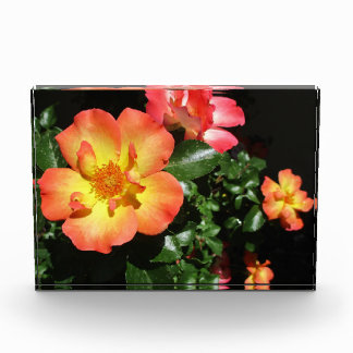 Bright Orange Roses - Dark Aspect Photo Block