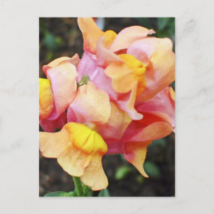Bright Orange Snapdragon Flowers Postcard